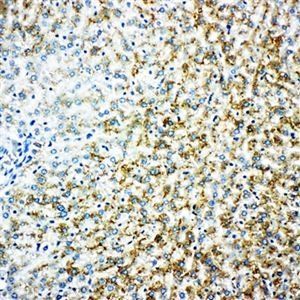 Anti-Monoamine Oxidase B/MAOB Antibody