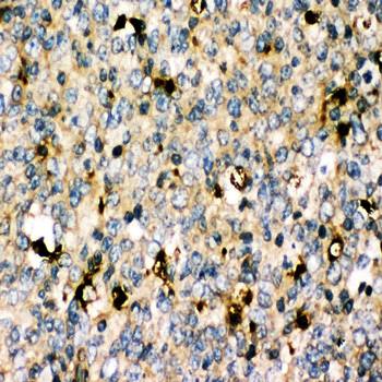 MyD88 Rabbit Polyclonal Antibody