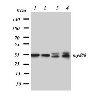 MyD88 Rabbit Polyclonal Antibody