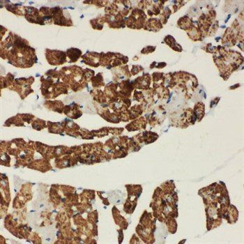 Anti-NDUFA1 Antibody