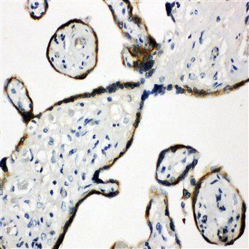 ERp57/PDIA3 Antibody