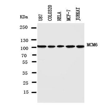 MCM6 Antibody