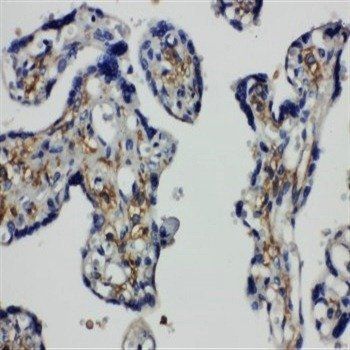 Anti-SNAP23 Antibody