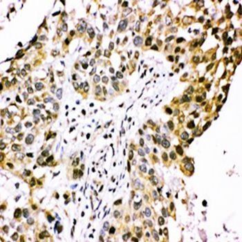Anti-CISH Antibody