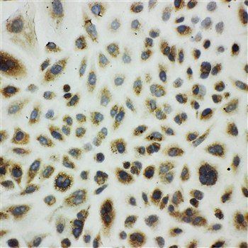 Anti-Cpn10/HSPE1 Antibody