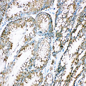 Anti-Cpn10/HSPE1 Antibody