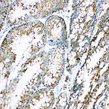 Cpn10/HSPE1 Antibody