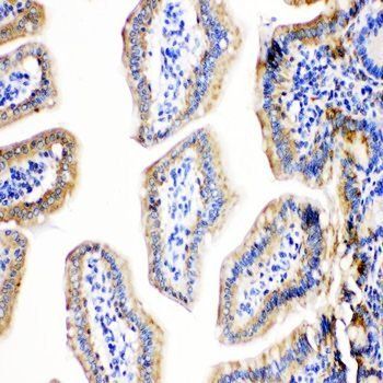 Anti-Cpn10/HSPE1 Antibody
