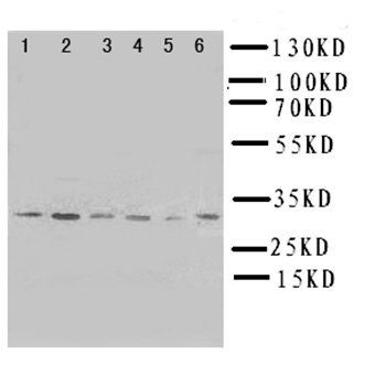 Apoptosis repressor with CARD/NOL3 Antibody