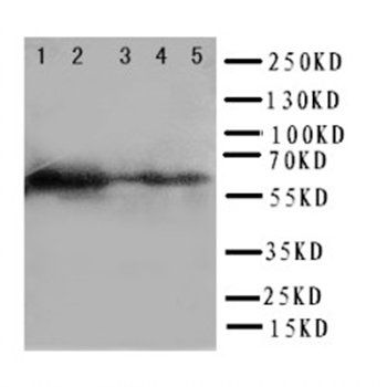 Paxillin/PXN Antibody