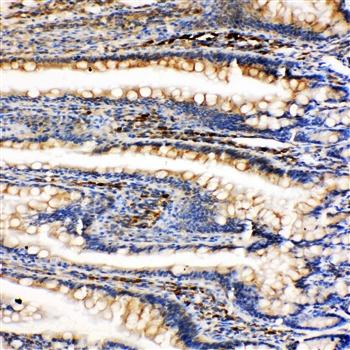 Anti-GRP78 BiP/HSPA5 Antibody