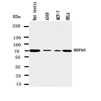 GRP78 BiP/HSPA5 Antibody