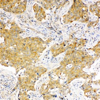 Hsc70/HSPA8 Antibody