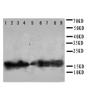 NME2 Antibody
