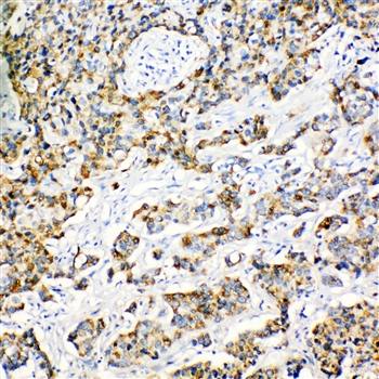 Peroxiredoxin 3/PRDX3 Antibody