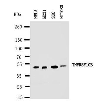 DR5/TNFRSF10B Antibody