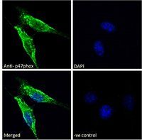 Goat anti-p47phox (mouse) Antibody