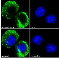 Goat anti-p47phox (mouse) Antibody