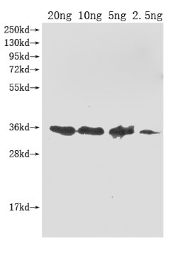 ompA Antibody