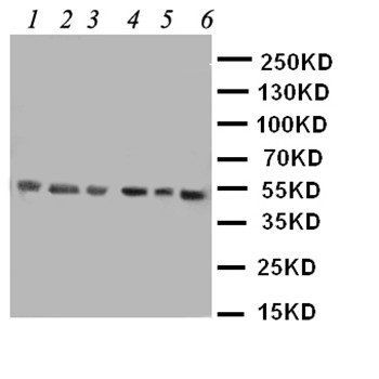 Histone deacetylase 3 HDAC3 Antibody
