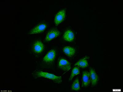 IL-1R1 Rabbit Polyclonal Antibody (PE-Cy7)