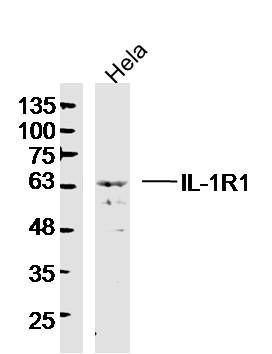 Anti-IL-1R1/PE-Cy7