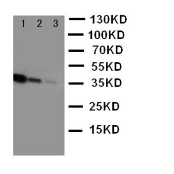 CD163 Rabbit Polyclonal Antibody