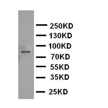 Anti-Cullin 2/CUL2 Antibody