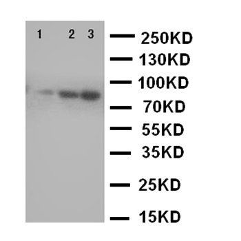 Anti-Cullin 2/CUL2 Antibody