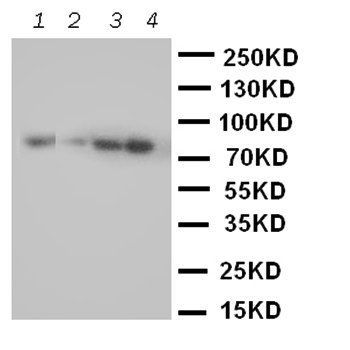 Anti-Cullin 2/CUL2 Antibody