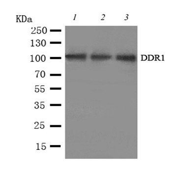 MCK10/DDR1 Antibody