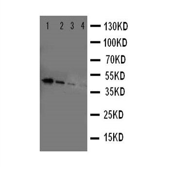 Anti-ErbB 4/ERBB4 Antibody