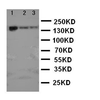Anti-ErbB 4/ERBB4 Antibody
