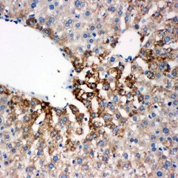 Flavin containing monooxygenase 4/FMO4 Antibody