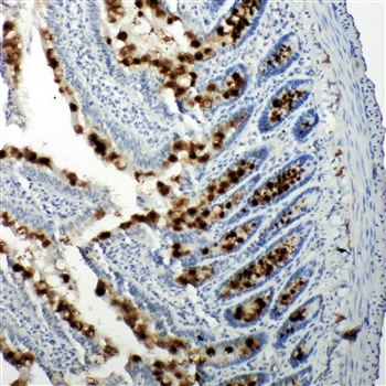 Anti-p107/RBL1 Antibody