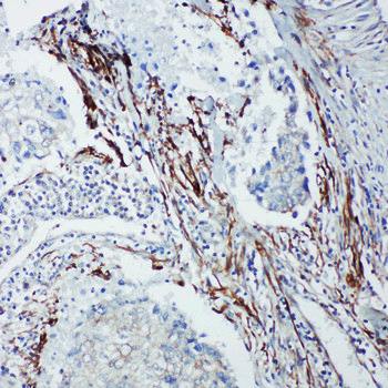 Anti-SHC/SHC1 Antibody
