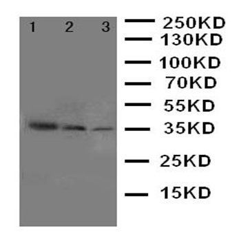 SHC/SHC1 Antibody