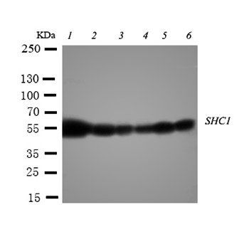 SHC/SHC1 Antibody