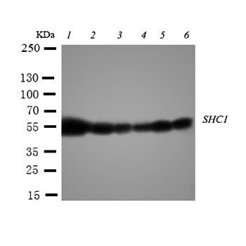 Anti-SHC/SHC1 Antibody