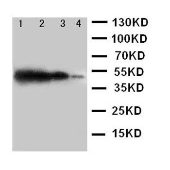 Anti-TRIF/TICAM1 Antibody