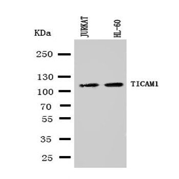 Anti-TRIF/TICAM1 Antibody