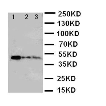 B MyB/MYBL2 Antibody