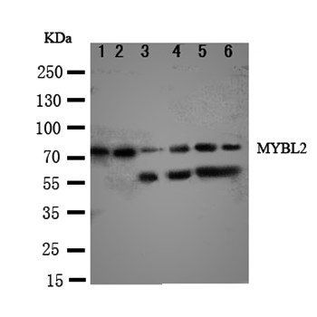 Anti-B MyB/MYBL2 Antibody