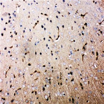 Anti-Aquaporin 4/AQP4 Antibody