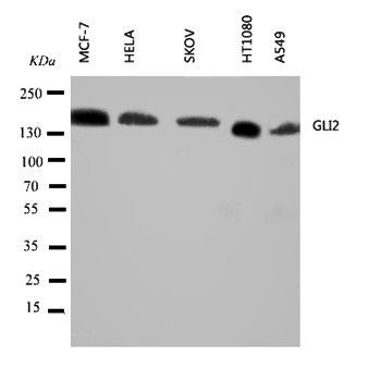 Zinc finger protein GLI2 Gli2 Antibody