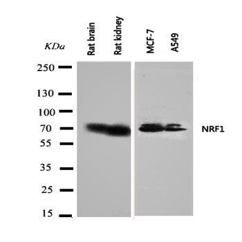 Nuclear respiratory factor 1 NRF1 Antibody
