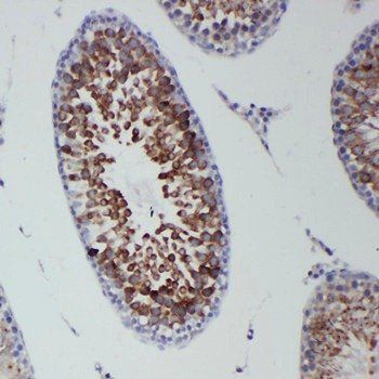 Anti-DDX4/MVH Antibody