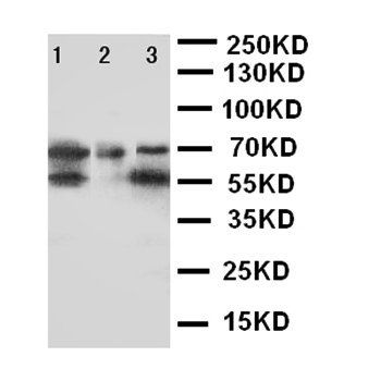 Anti-DDX4/MVH Antibody