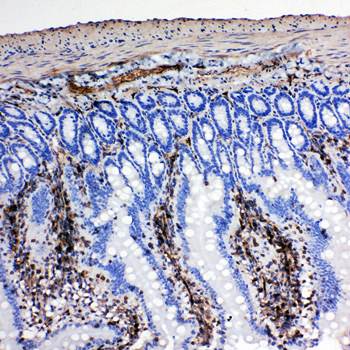 NRG1 Antibody