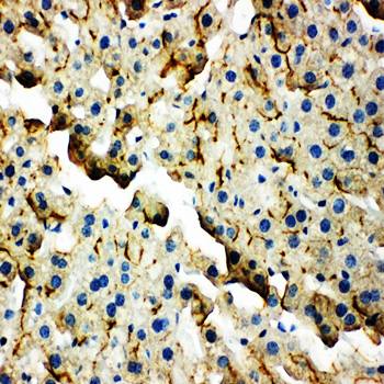Anti-Tight junction protein ZO-2 TJP2 Antibody